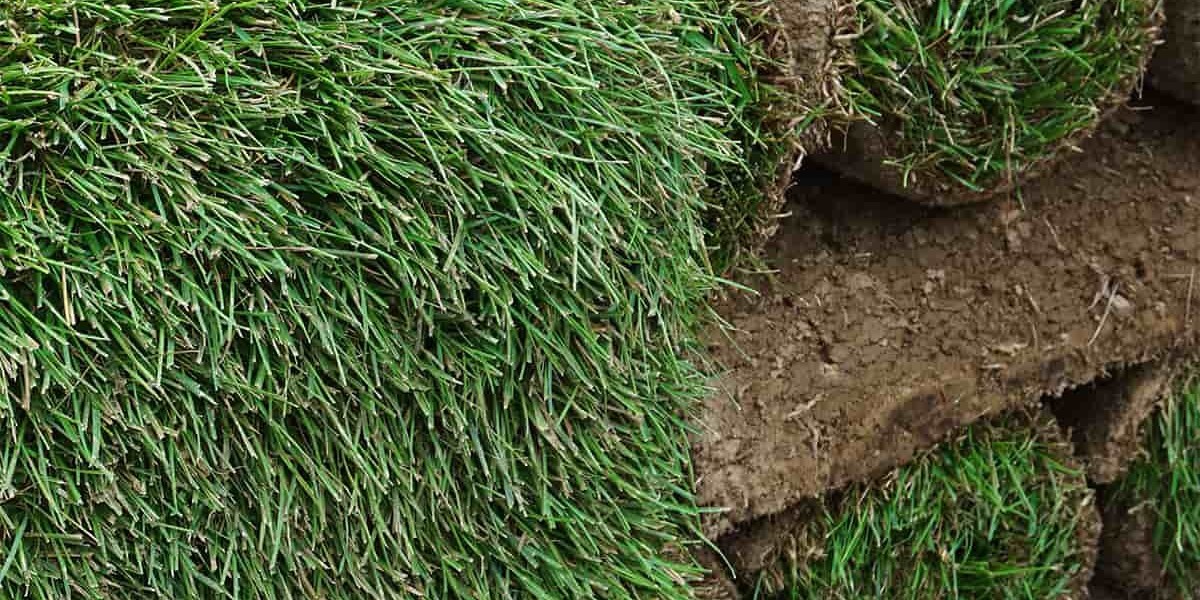 The Ultimate Guide to Choosing and Installing Grass Sod in Leesburg