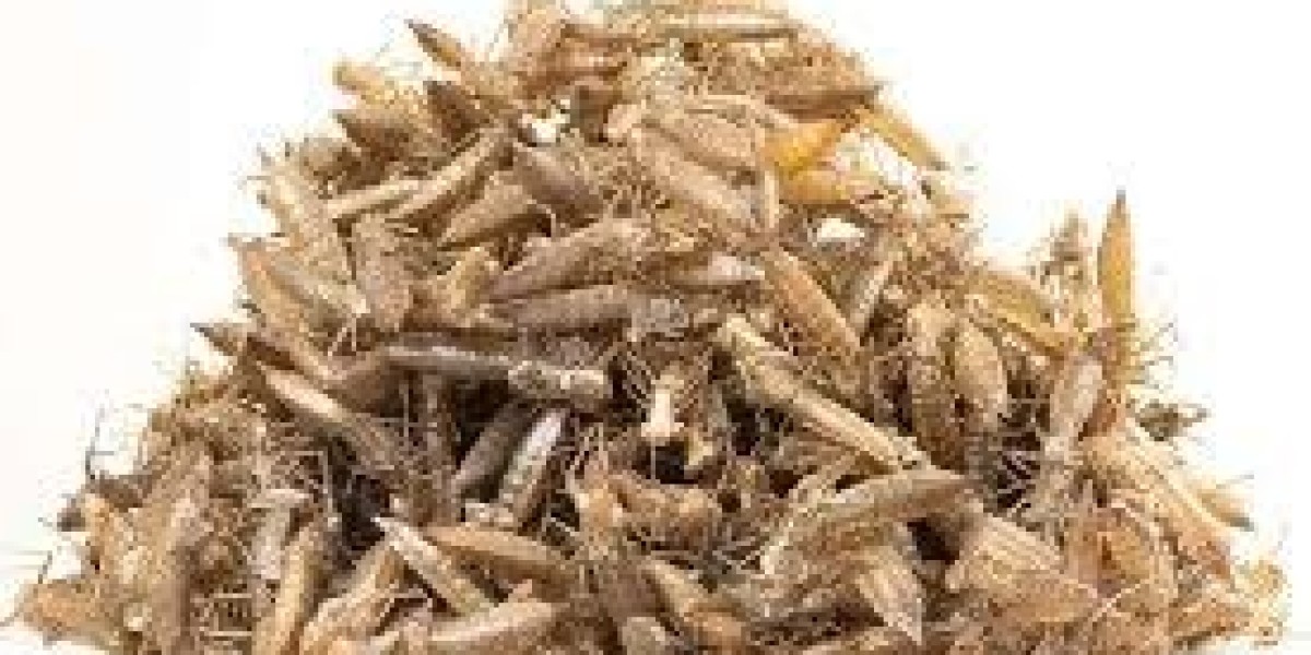 Insect-based Fertilizer Market: Key Players Driving Global Adoption of Bio-Based Fertilizers