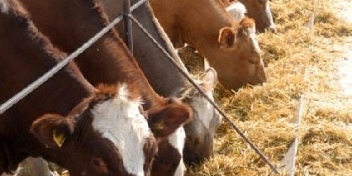 Cattle & Bird Care Catalyst: Boost Livestock Health with Complete Nutrition