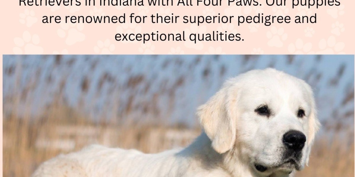 Get European Champion English Golden Retrievers in Indiana, Chicago, Michigan & Florida – All Four Paws Breeder