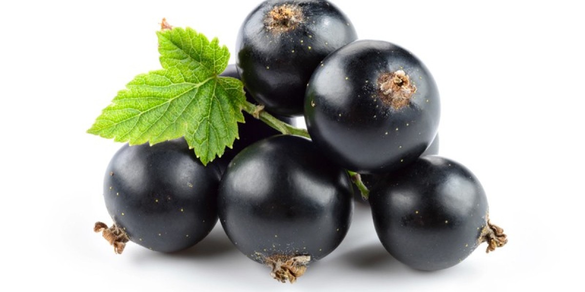 Blackcurrant Extract Market Research Overview: Key Takeaways on Product Formulations and Market Dynamics