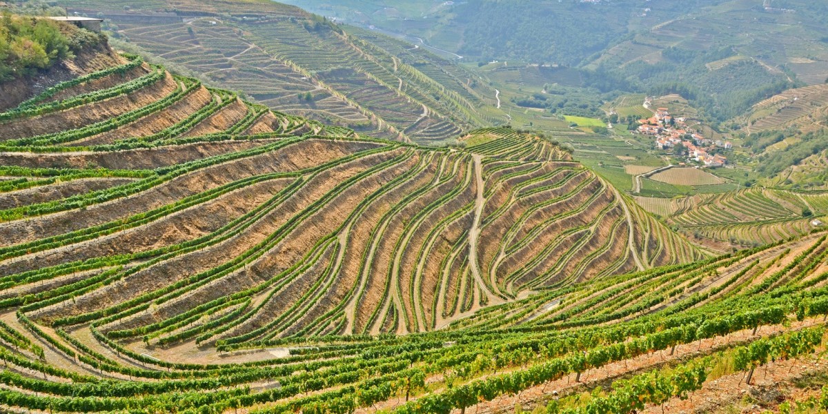 Book Small Group Douro Valley Tours for a Personalized Experience with Douro Tours Experts