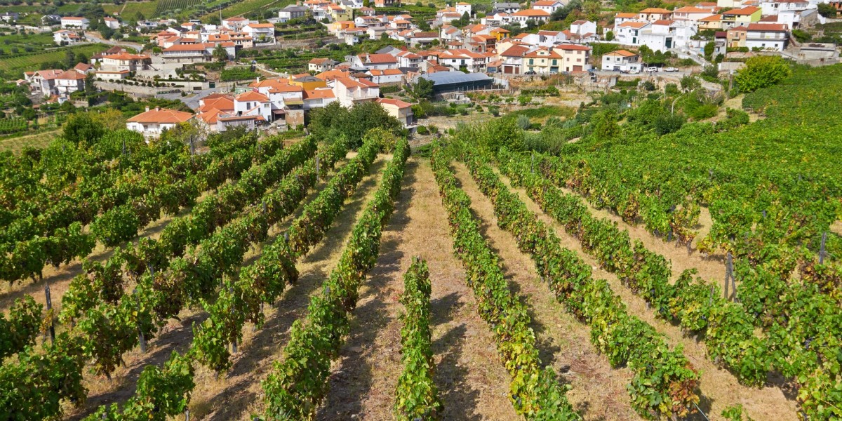 Explore the Hidden Treasures of the Douro Valley on Foot with Hiking Tours by Douro Tours UK