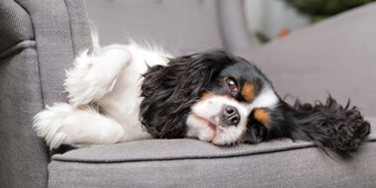 Trusted Palm Beach Pet Boarding Services