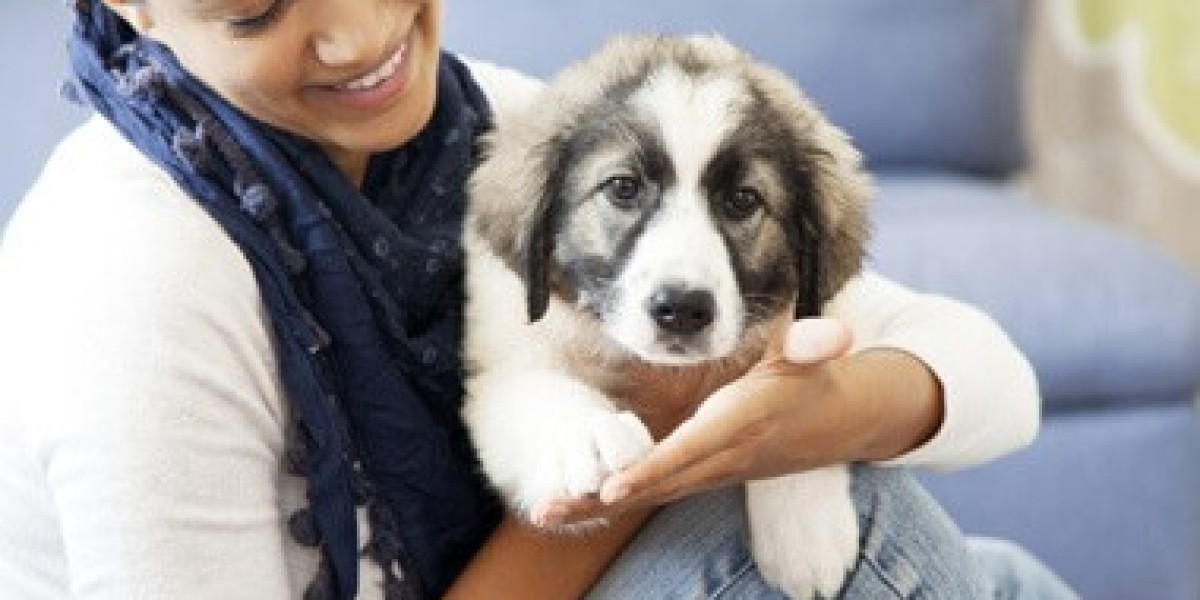 Premium Pet Boarding: A Home Away from Home Experience