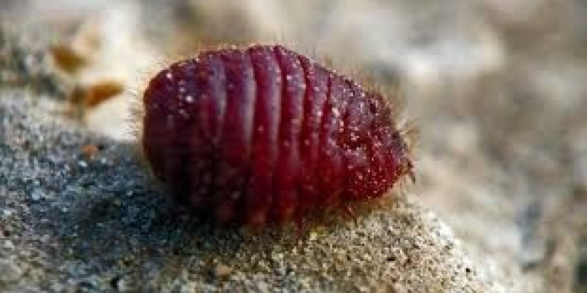 Cochineal Extract Market: Growth Opportunities Amidst Shift Toward Plant-Based and Natural Ingredients