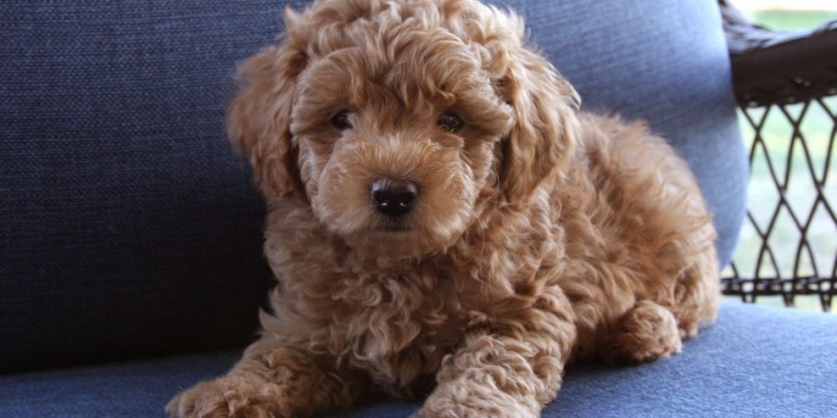 Micro Mini Goldendoodle: The Ultimate Guide to the Perfect Petite Pup