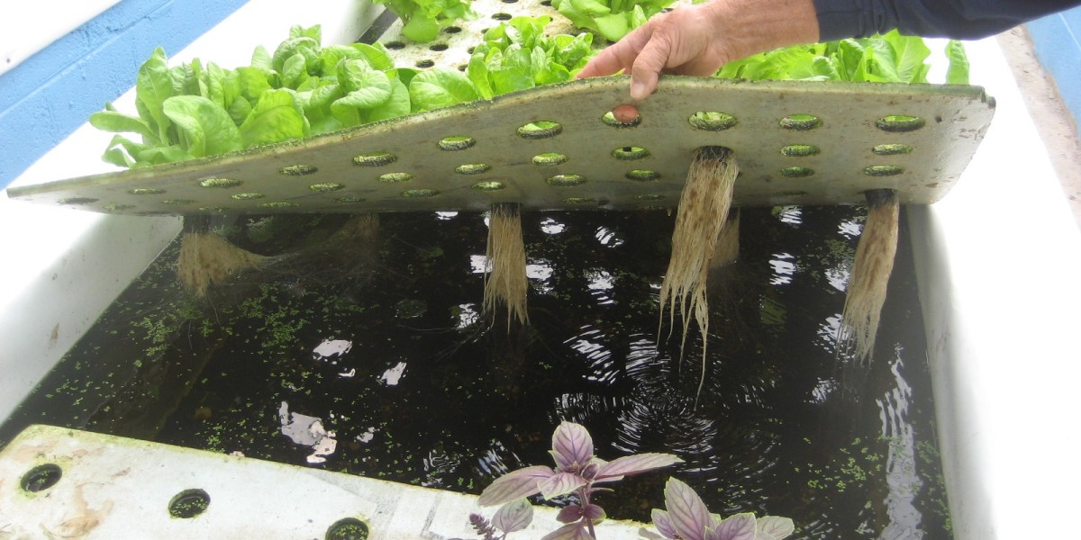 Aquaponics Market Dynamics: Key Trends, Growth Drivers, and Challenges Shaping Sustainable Agriculture