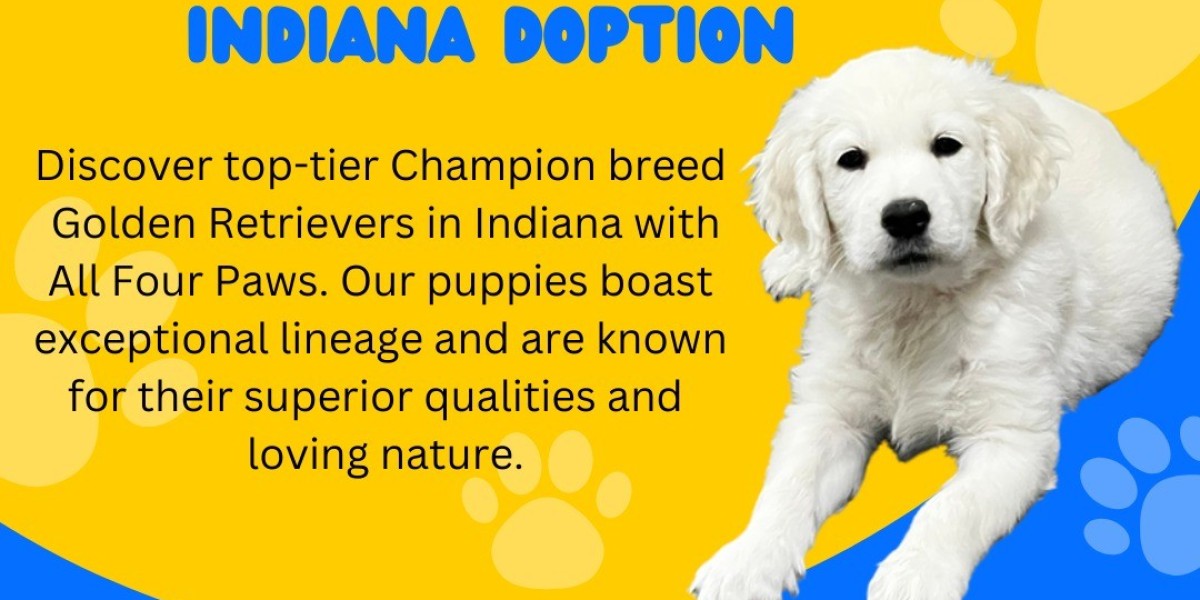 European Champion English Golden Retrievers Available in Michigan, Chicago, Florida, and Indiana Breeder