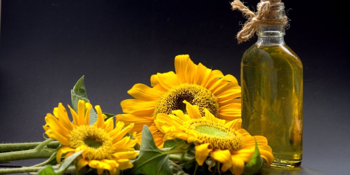 Sunflower Oil Market Outlook 2025: Trends, Opportunities & Key Players