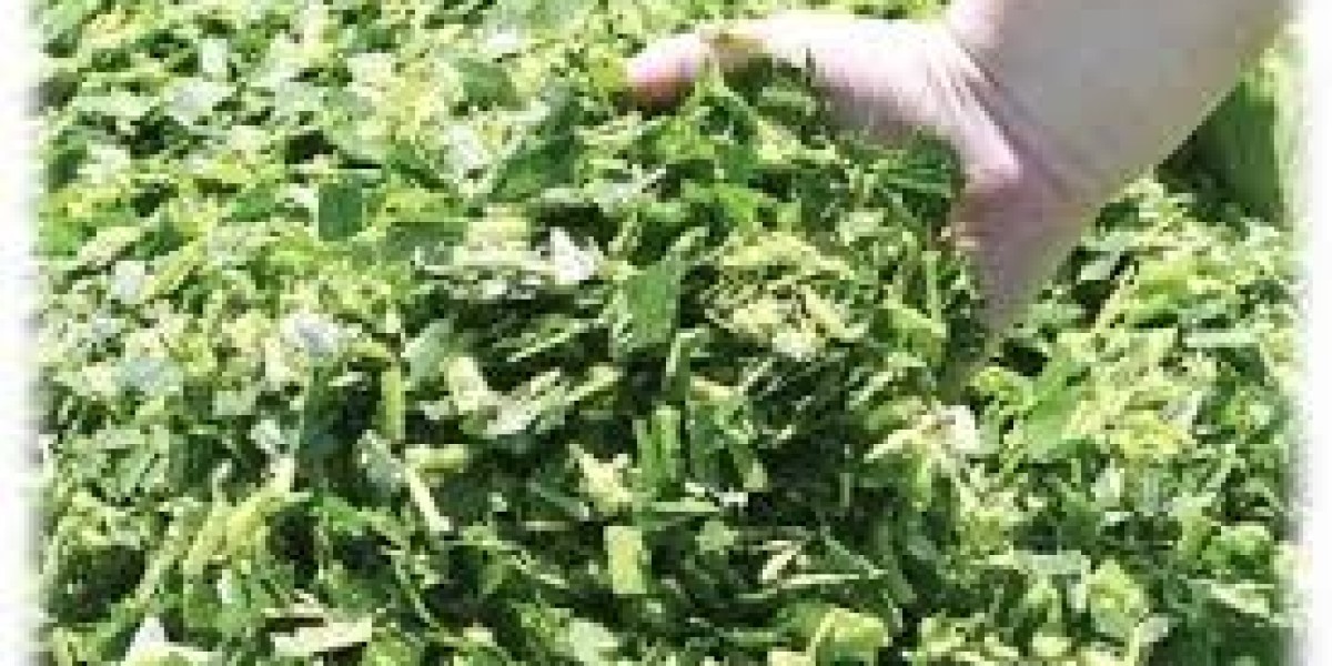 Corn Silage Market: Trends in Cultivation, Supply Chain Dynamics, and Export Potential