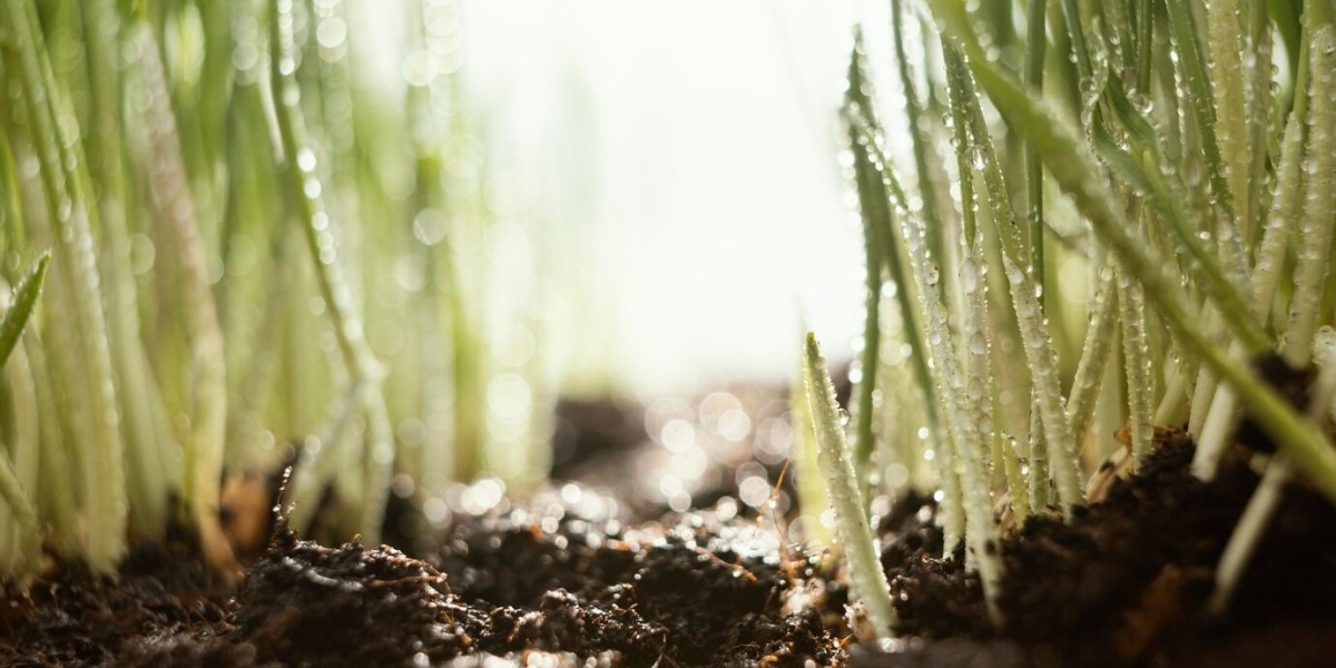 Biostimulants Market : Unlocking Potential for Yield Optimization and Stress Tolerance in Crops