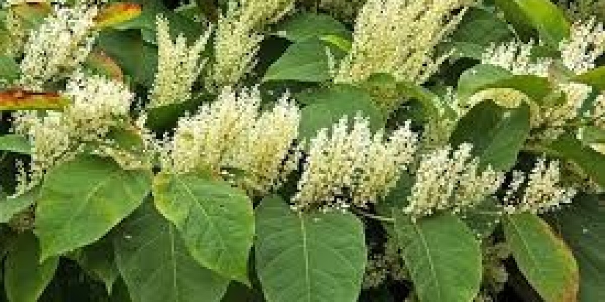 Sustainable Agriculture on the Rise: Inside Japan’s Growing Biocontrol Market