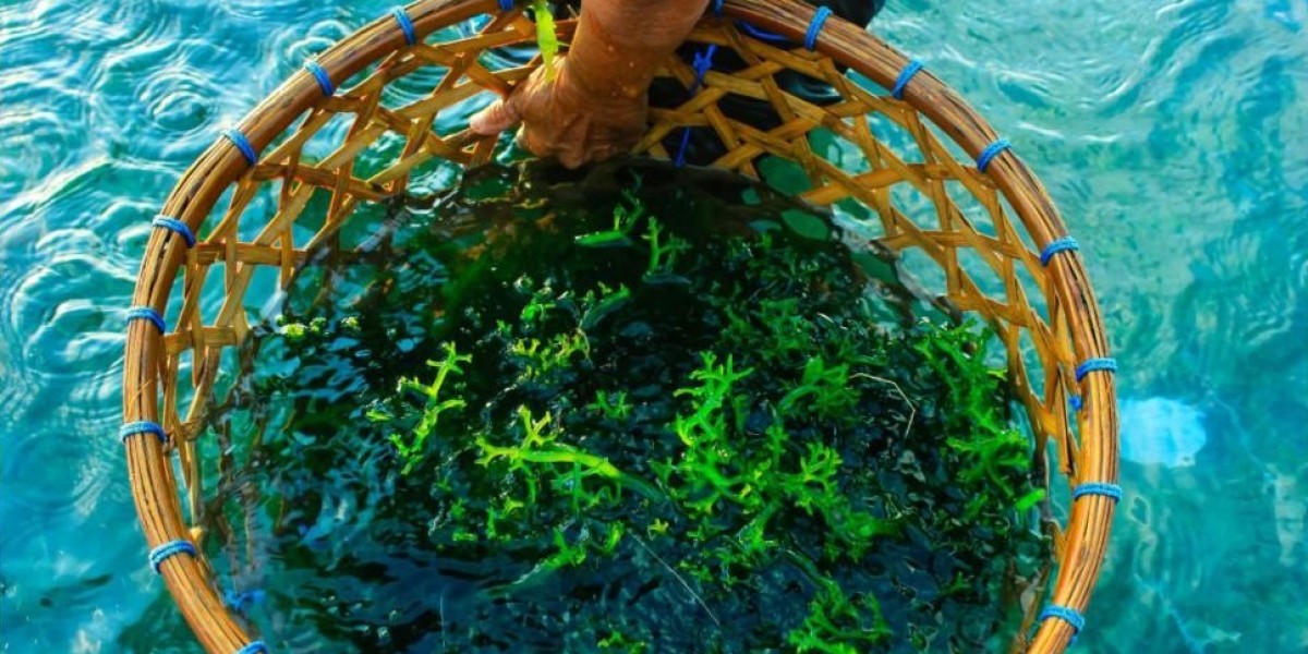 Japan’s Commercial Seaweed Market: Riding the Wave of Global Demand