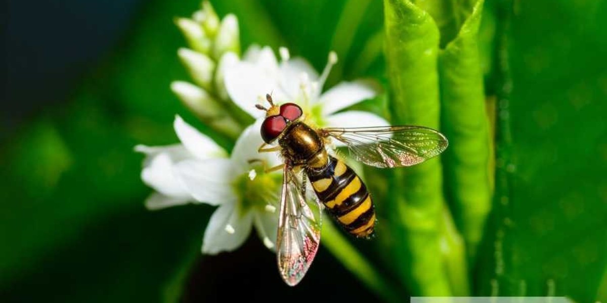Key Dynamics Shaping the Biocontrol Agents Market: Trends, Drivers, and Market Forces
