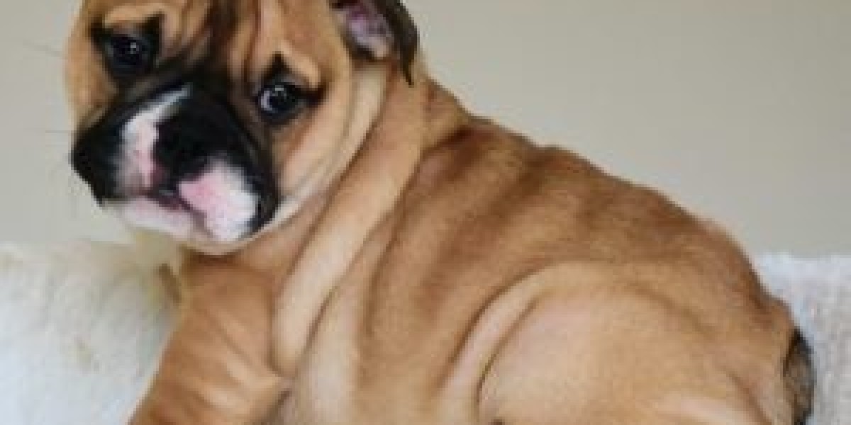 Buy English Bulldog Puppies Online | WB English Bulldogs