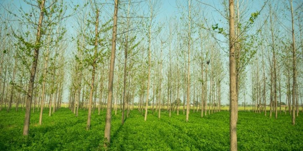 Global Agroforestry Market Size, Share, Analysis and Forecast 2023 - 2033