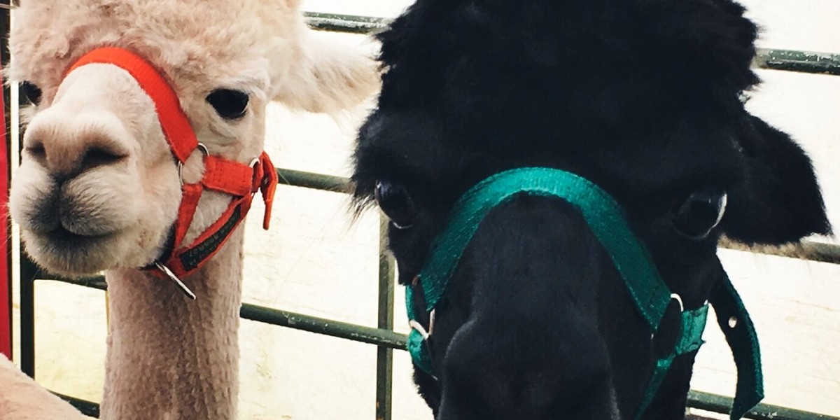 The Rising Demand for Alpaca Apparel and Accessories Market: A Sustainable Fashion Revolution