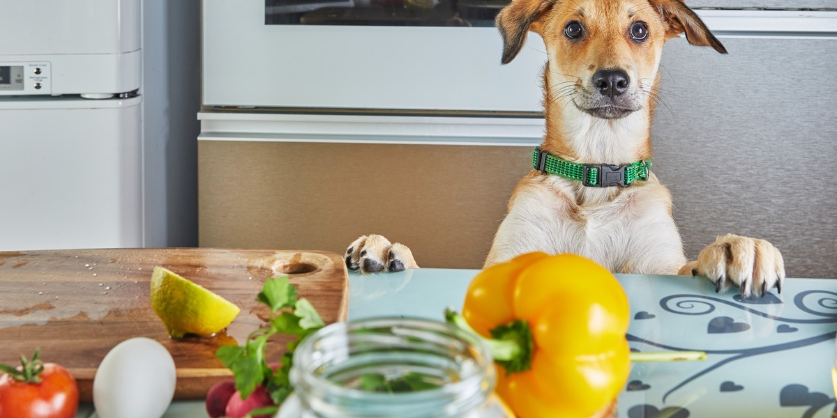 Vegan Dog Food Market Demand Accelerates With Innovations in Nutritional Value and Functional Pet Food Products