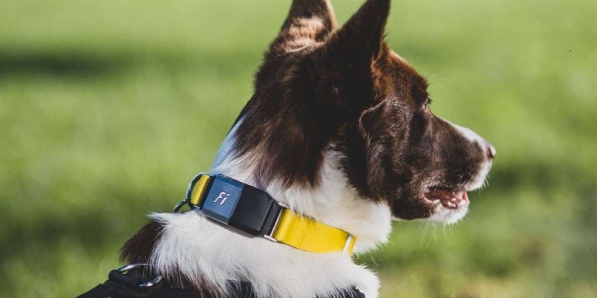Smart Pet Collar Market Dynamics: Drivers, Restraints, and Opportunities