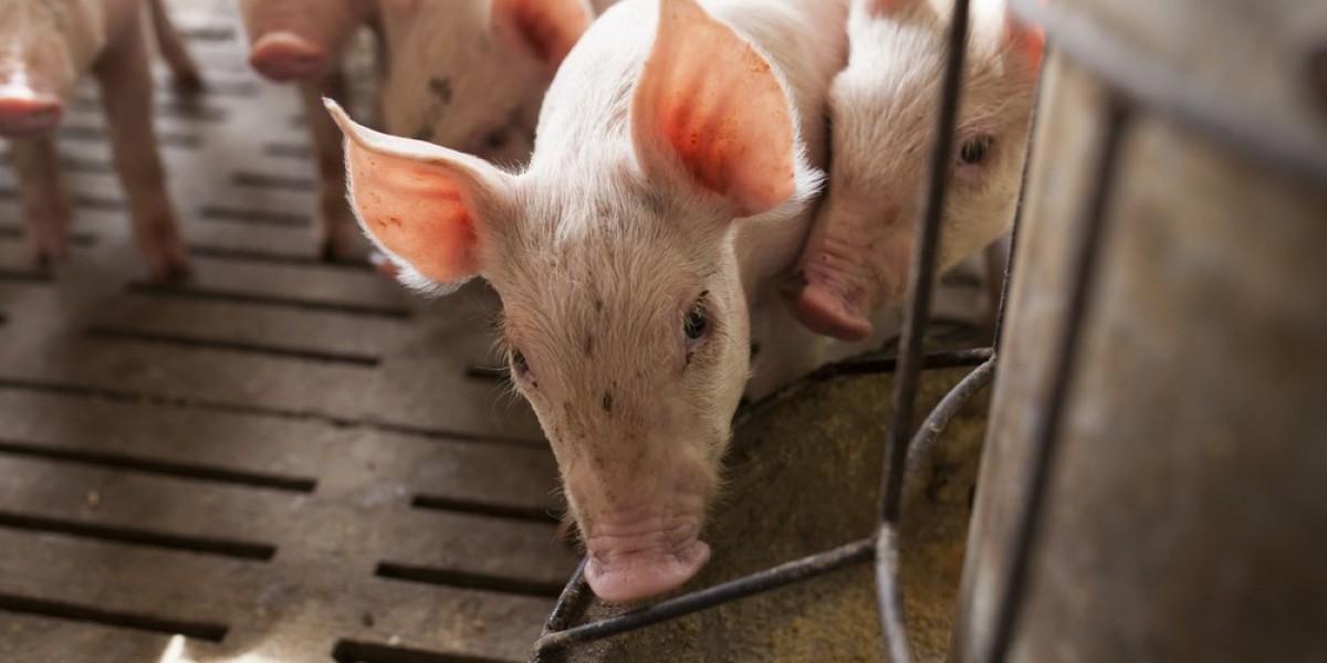 Swine Feed Market : Understanding the Impact of Sustainability and Animal Welfare