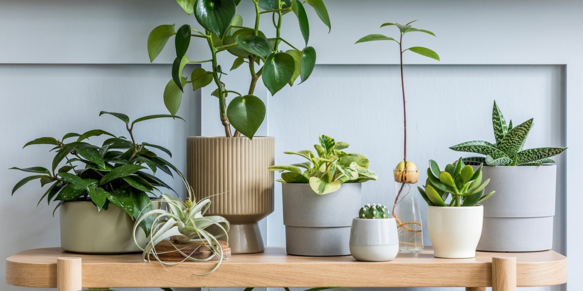 Artificial Plants Market: A Look at Consumer Trends, Technological Progress, and Sustainability Challenges