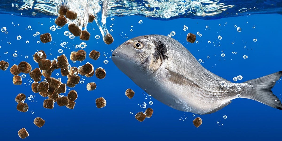 Aquafeed Additives Market Status,Growth,Trends and Outlook - 2031