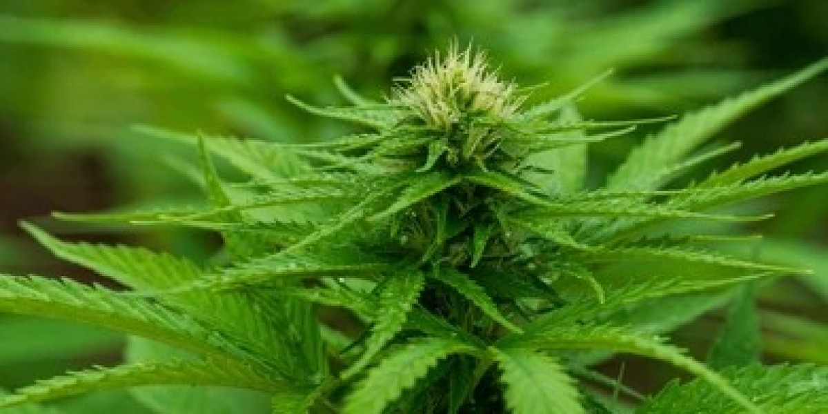 Buy Premium Edible Weed Gummies from a Trusted Cannabis E-Store