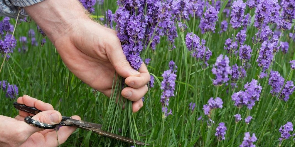 Which Key Events—Weddings or Festivals—Are Driving Demand in the Cut Flower Market Segments?