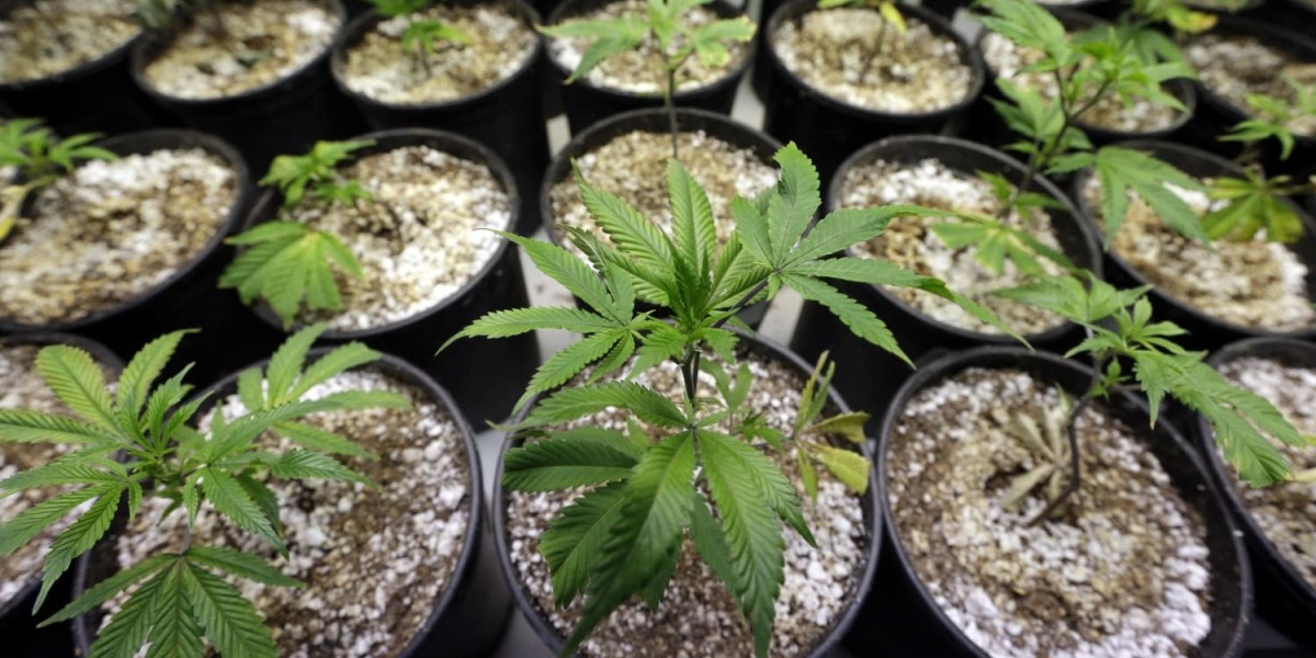 Cannabis Seeds Market Experiencing Rapid Expansion Driven by Rising Demand for Medical Cannabis Products