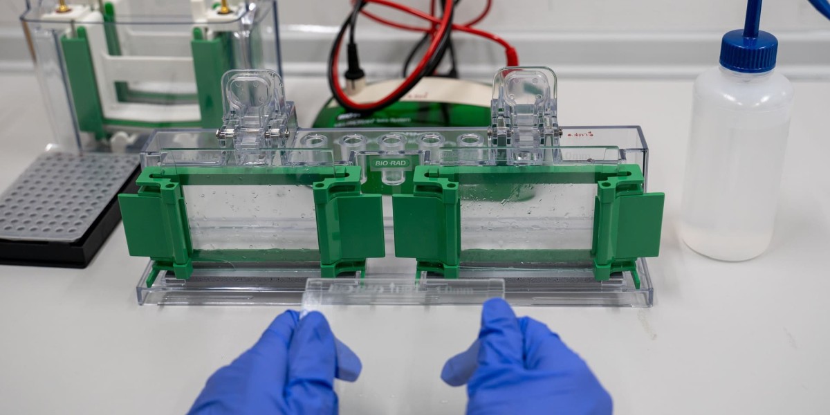 Western Blotting Processors Market Insights Show Academic Institutions Driving Adoption for Basic Science Research