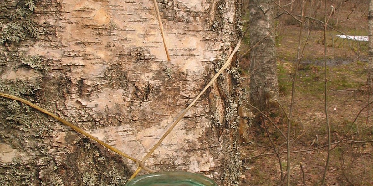 In-Depth Analysis of Regional Growth Patterns in the Birch Water Market