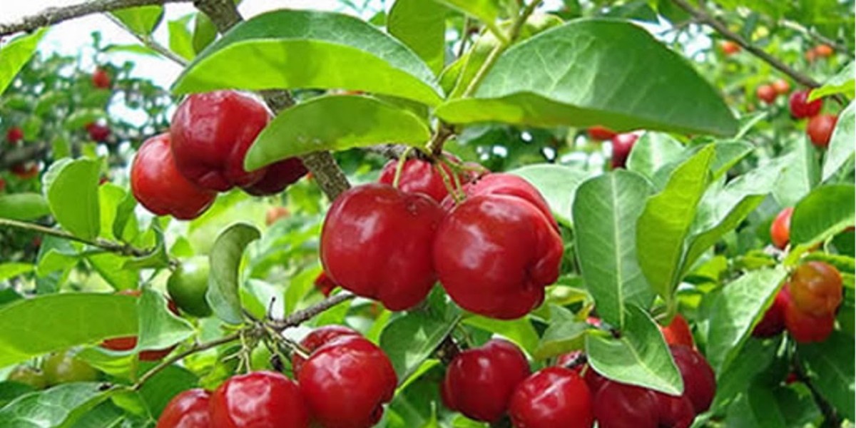 Acerola Extract Market Scenario: Growth Trends, Opportunities, Challenges, and Future Prospects in Global Industry