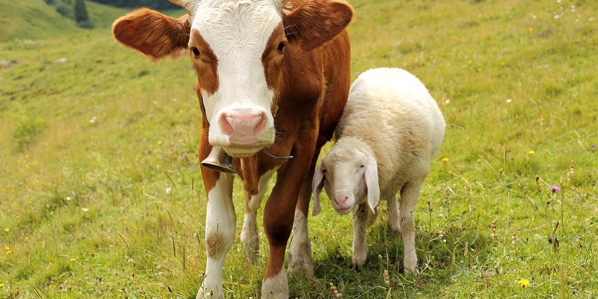 Cattle and Sheep Vaccine Market Demand Forecasts and Technological Advancements Impacting Growth