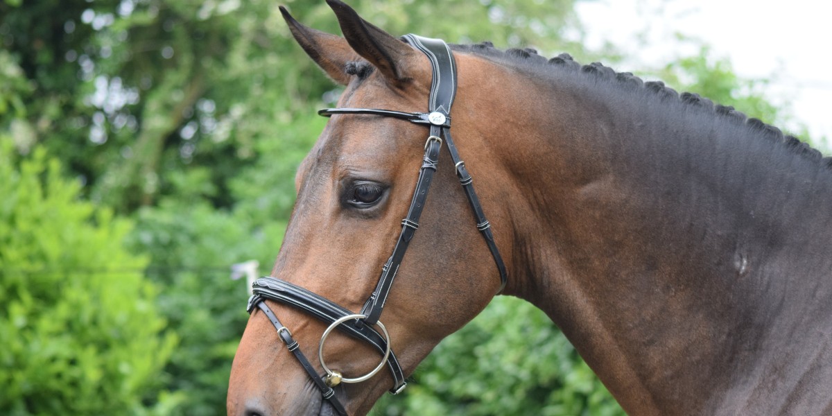 Top-Quality Equine Bridles in Australia – Discover the iRide EQ Difference