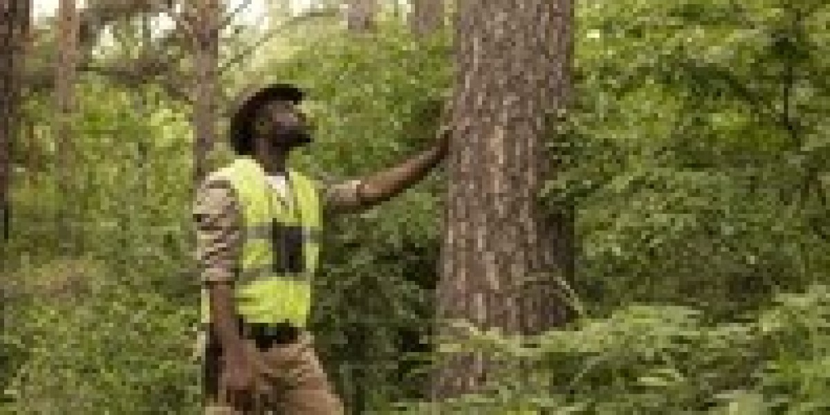 Affordable Tree Service Houston: Stump Grinding, Pruning & More