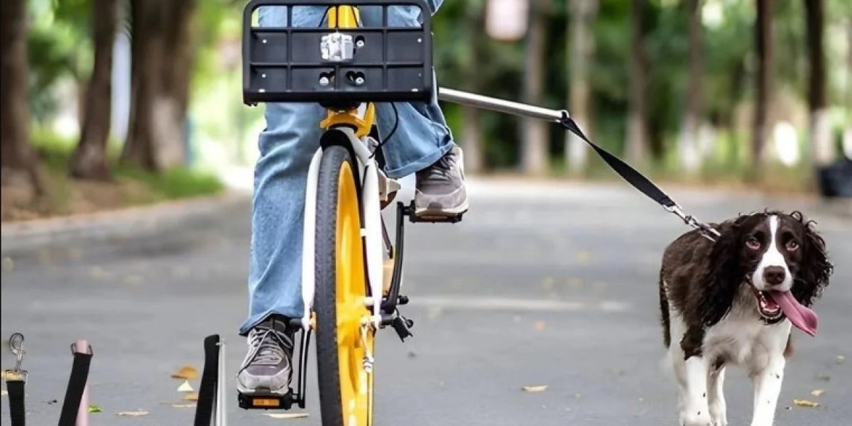 Transformez vos promenades avec votre chien pour toujours dès aujourd'hui