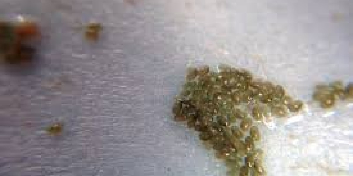 Shrimp Seed Market Dynamics Shaping Global Aquaculture Growth and Investment Opportunities