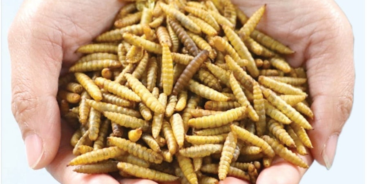 Insect Protein Market Scenario: Current State and Future Outlook