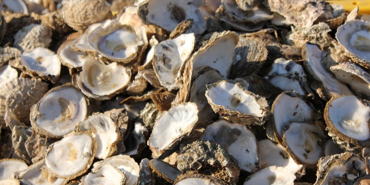 Oyster Shell Calcium Market Scenario: Analyzing Current Trends and Future Outlook