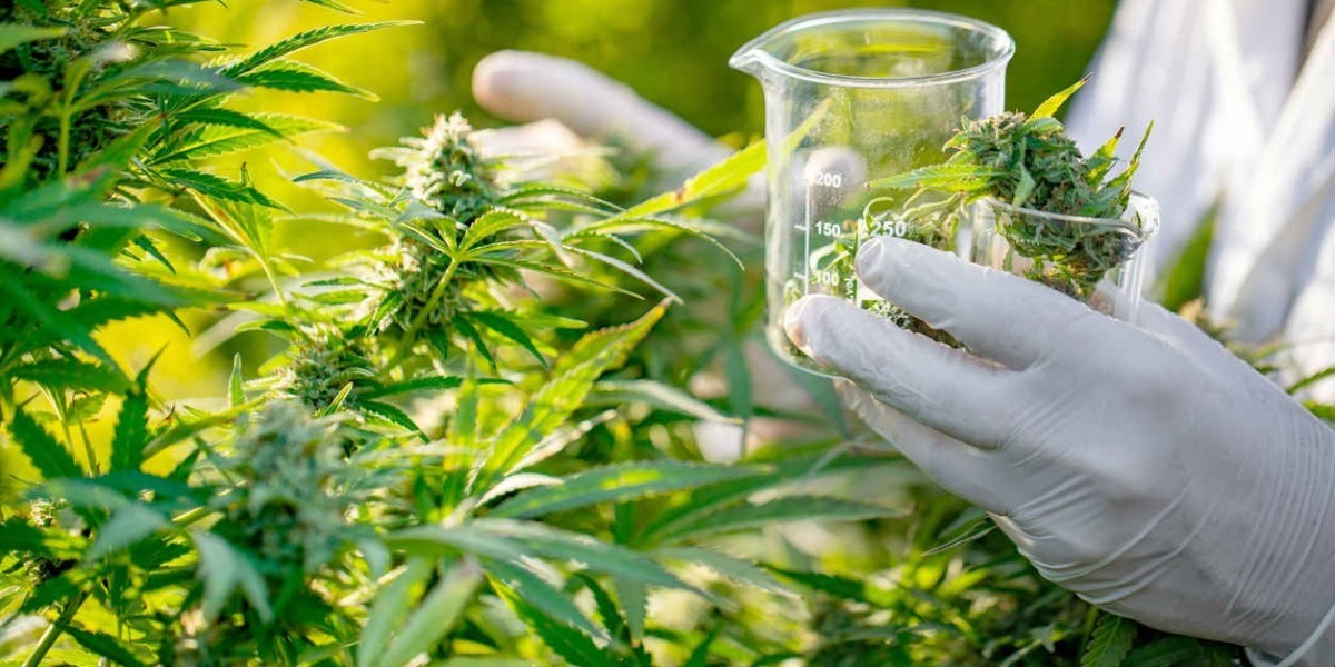 United States Cannabis Market: Enhancing Access to Medications for Consumers