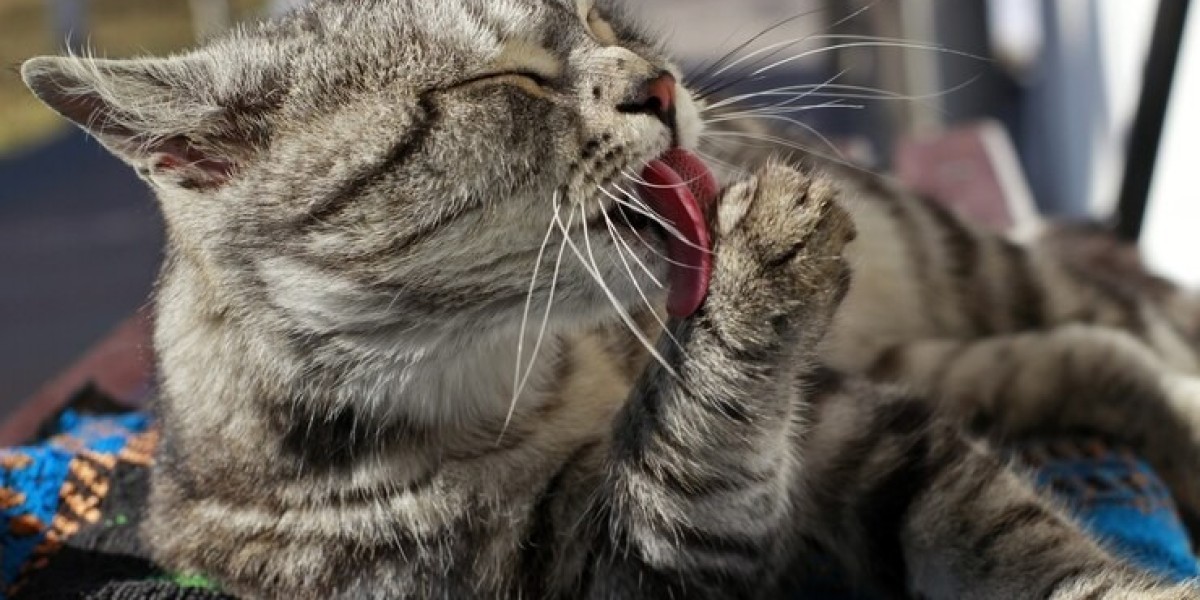 Treatment for Cat Coughing in Ontario