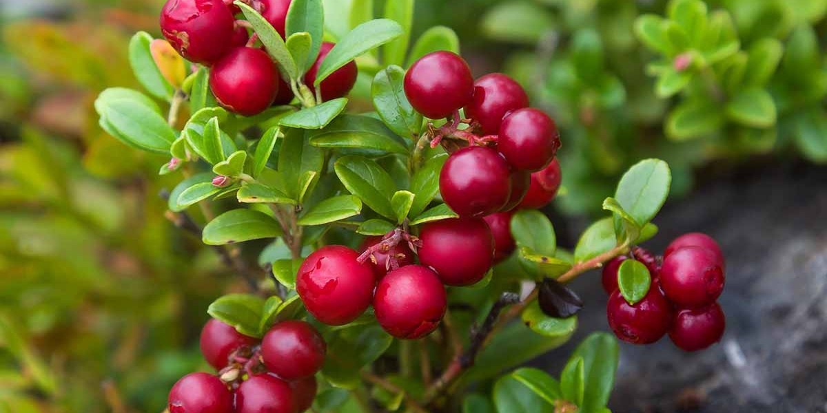 Lingonberry Processing Manufacturing Plant Setup Cost 2025: Business Plan and and Raw Materials