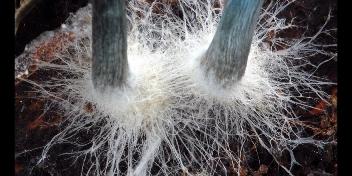 Mycelium Market Outlook: A Deep Dive into the Next Decade