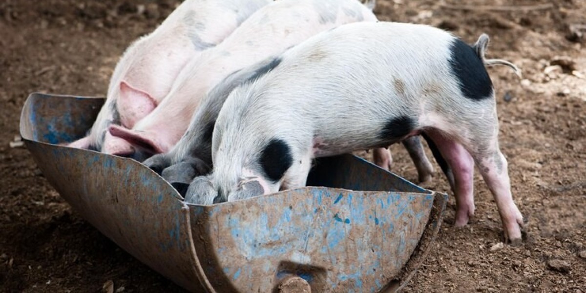 Swine Feed Market Scenario: Current Trends, Challenges, and Growth Opportunities Worldwide