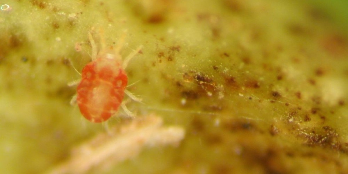 Agricultural Sector Drives Demand for Synthetic Acaricides