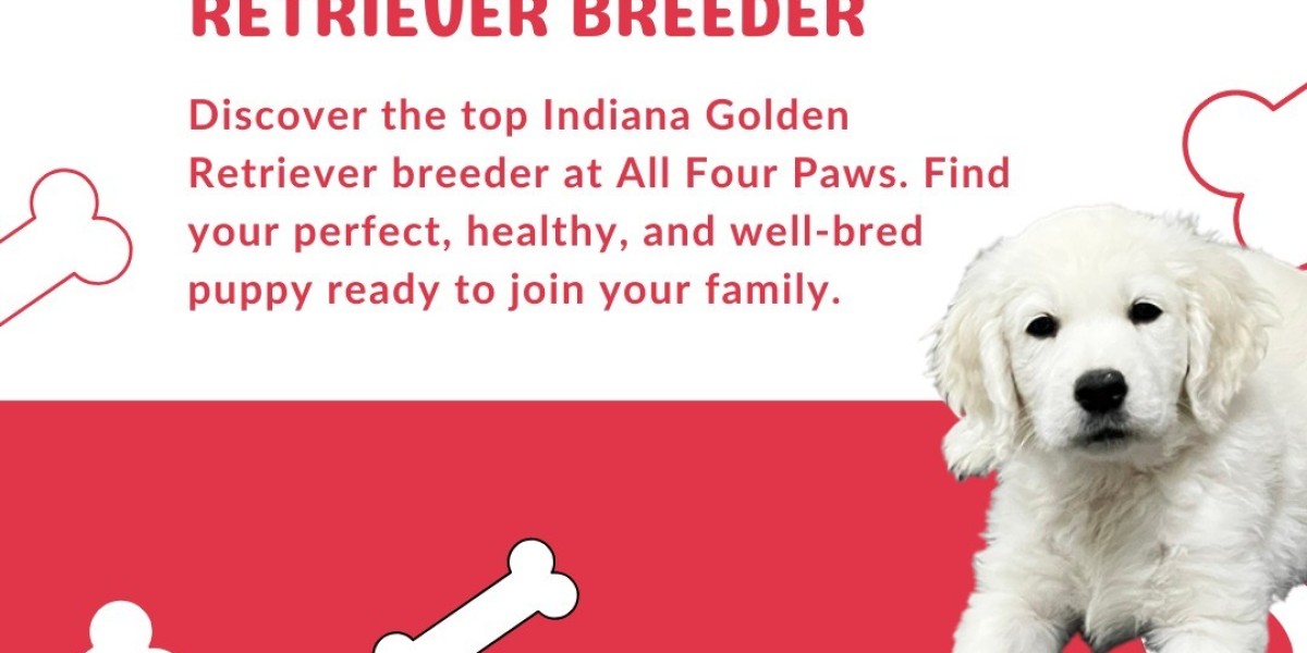 European Champion English Golden Retrievers in Michigan, Chicago, Florida – AKC Breeder in Indiana