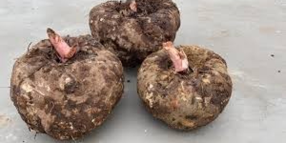 Konjac Market Adoption Increases Among Consumers Seeking High-Fiber and Low-Carb Food Solutions