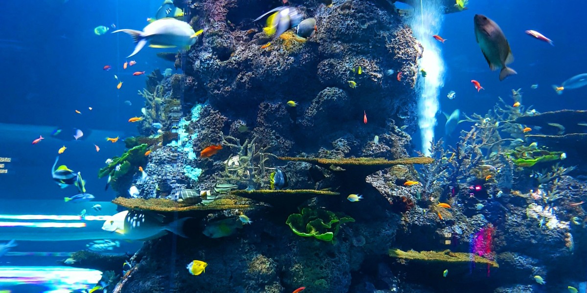The Underwater World Next Door: 5 Reasons to Embrace Local Diving