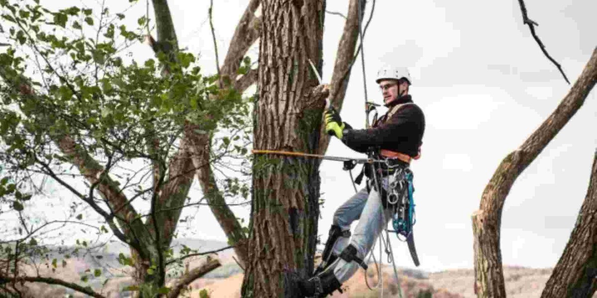 Tree Arborist Services: Why Certified Expertise Matters for Tree Health